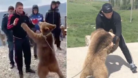 UFC : Khabib Nurmagomedov inquiété par une association pour ses combats contre des ours