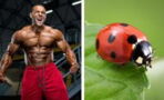 Bodybuilding : Un athlète proche de la mort après la morsure d'une coccinelle