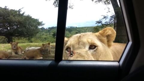 Une lionne ouvre la portière d'une voiture de touristes en plein safari