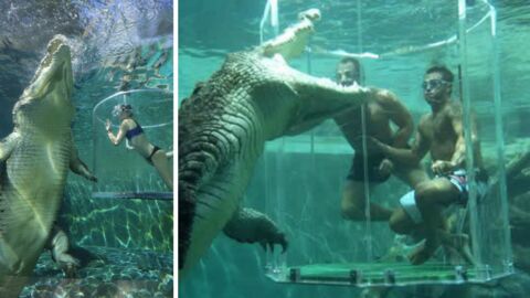 Crocosaurus Cove : défiez 'la cage de la mort' et nagez avec les plus gros crocodiles au monde