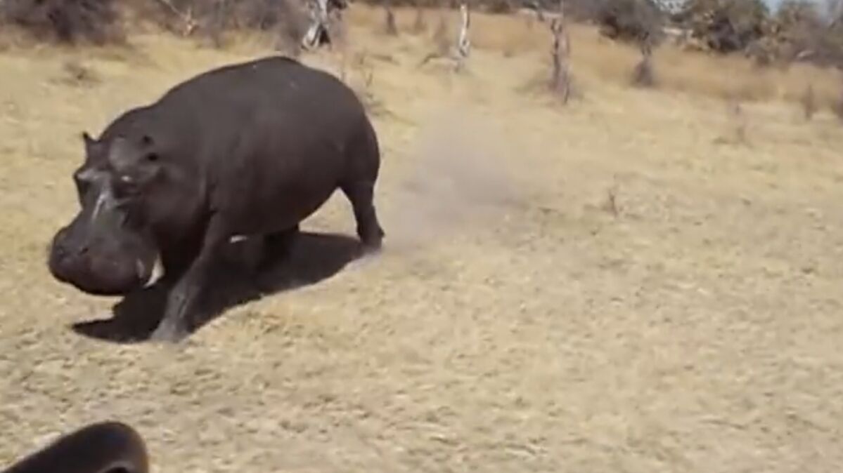 à Quelle Vitesse Court Un Hippopotame Un hippopotame charge violemment une voiture de touristes