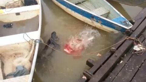 Brésil : des touristes nourrissent des piranhas affamés dans une rivière du Brésil