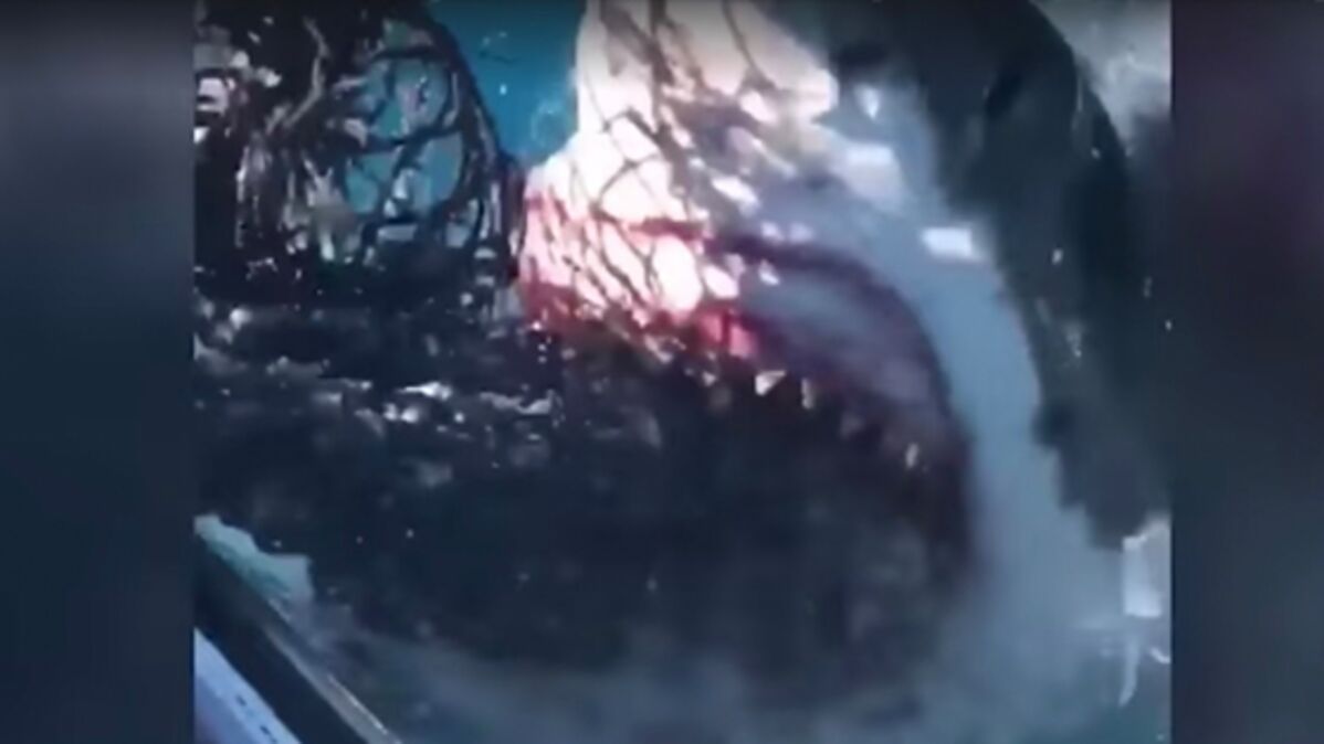 Californie : ils filment un poisson impressionnant à la tête transparente