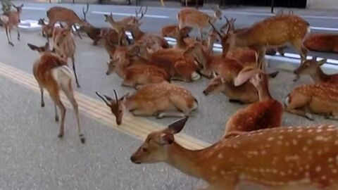 Japon : une ville envahie par des centaines de cerfs