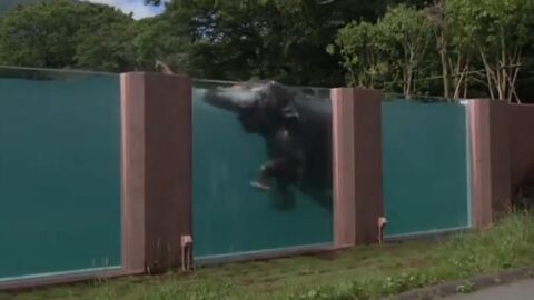 Le Fuji Safari Park crée une piscine transparente pour les éléphants