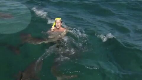 Un présentateur télé mordu par un requin en pleine émission