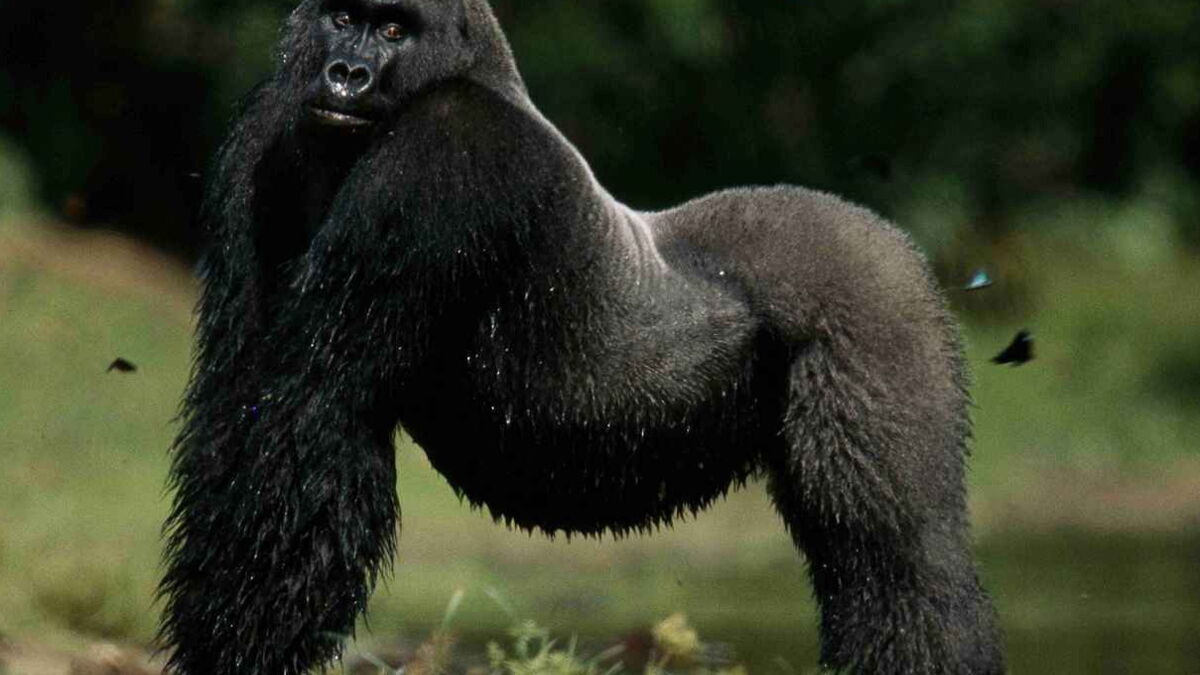 Visiter le Congo 20 choses à faire dans le pays