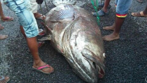 Un poisson géant à échoué sur les plages de l'île maurice