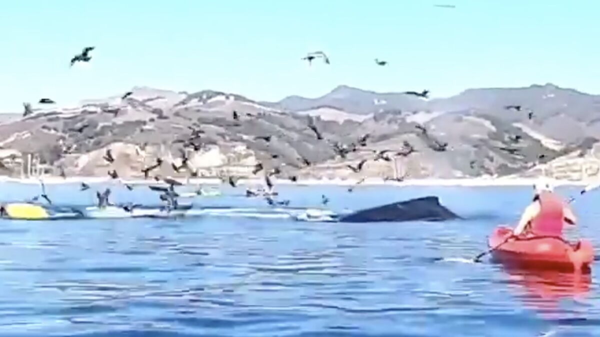 Синий кит под водой. Кит кашалот проглотил лодку. Кит проглотил двух. Синий кит под водой. Кит проглотил каяк.