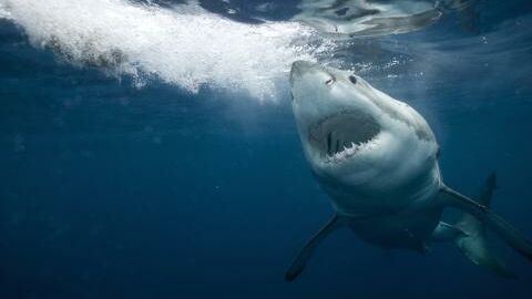 Un requin blanc attaque le bateau de deux Australiens