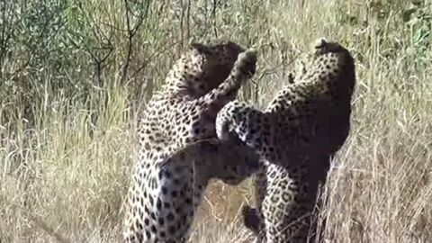 Afrique du Sud : un combat impressionnant entre deux léopards tourne à l'avantage d'un phacochère