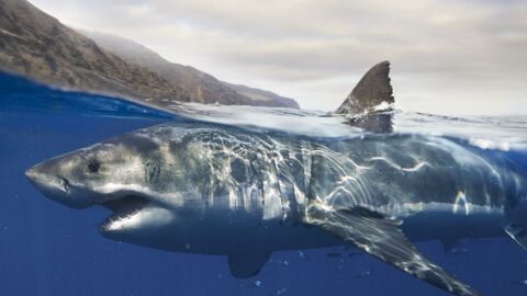 Californie : un grand requin blanc rencontre deux dauphins, il filme la scène