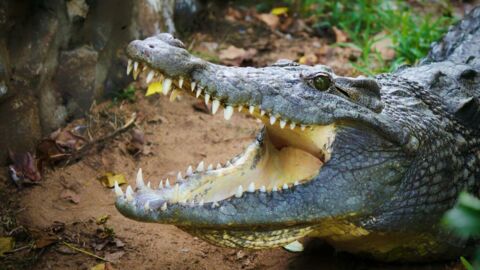 États-Unis : un alligator sort de son enclos et fait une belle frayeur à sa soigneuse