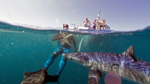 Un grand requin rend visite à un touriste en pleine plongée (PHOTOS) 
