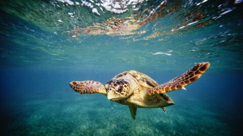 Etats-Unis : rarissime découverte d’une tortue de mer à deux têtes