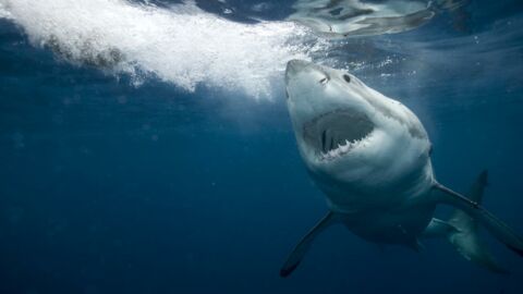 Australie : un grand requin blanc se dirige vers une personne en paddle, un pêcheur filme la scène
