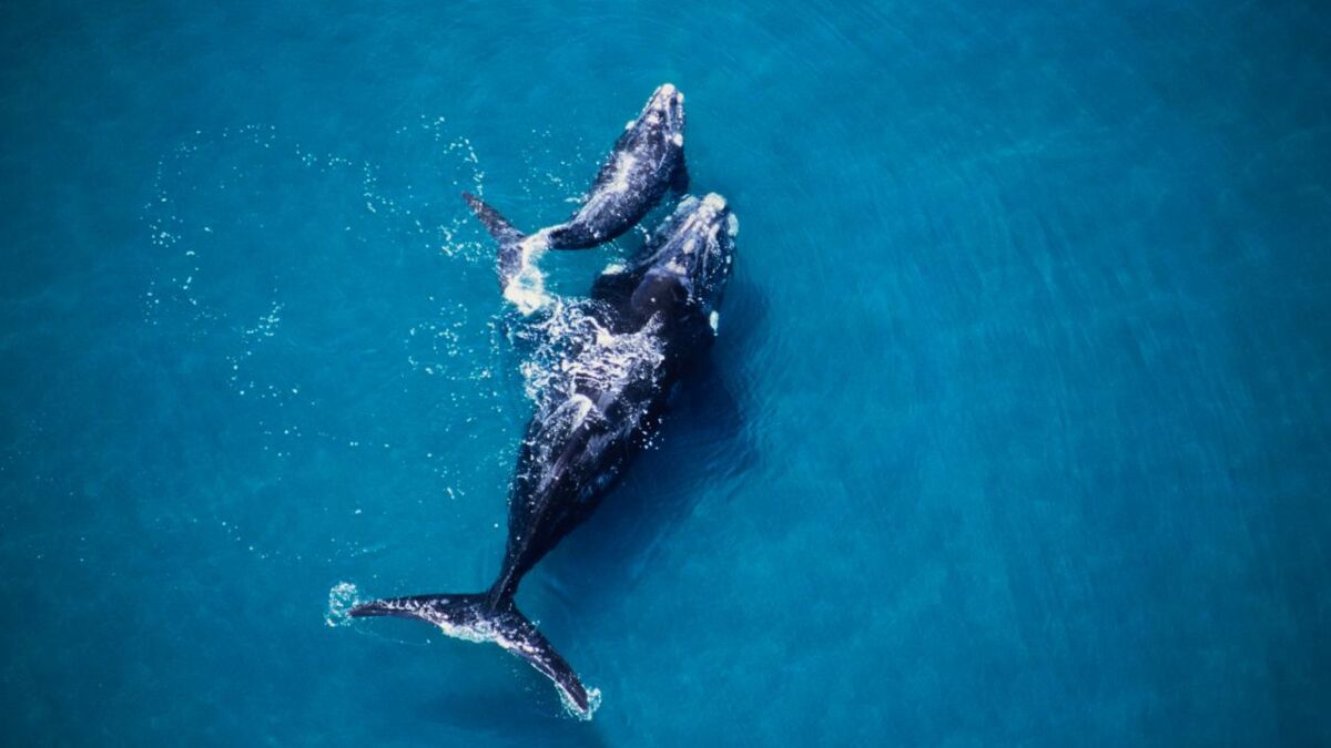 une femme en kayak rencontre une baleine