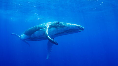 a la rencontre des baleines