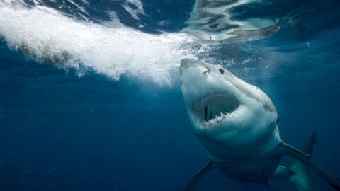 Mexique : les photos terrifiantes du grand requin blanc le plus agressif au monde