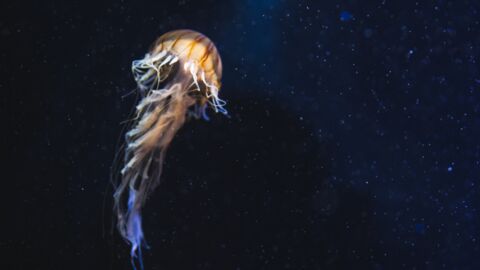 La vidéo stupéfiante d'une méduse "fantôme" dans les abysses de l'océan Pacifique