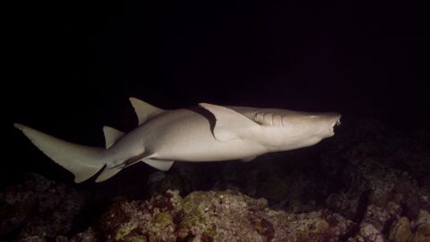 Découvrez les premières images d'un mystérieux requin "fantôme"