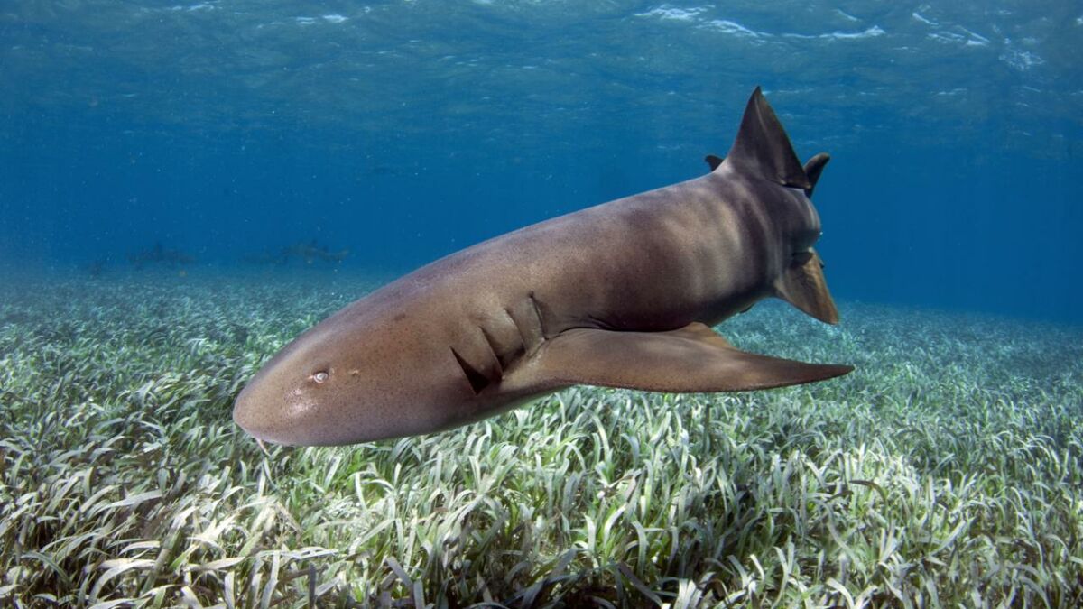 Un garçon déchiqueté par des requins devant sa famille pendant leurs vacances aux Bahamas