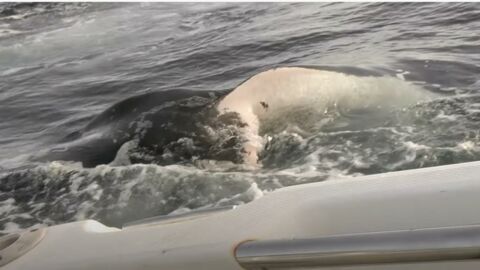 Deux Australiens filment l'attaque d'un requin blanc sur leur bateau (VIDÉO)