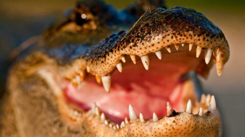 Insolite: un australien survit à une attaque de crocodile en desserrant sa mâchoire