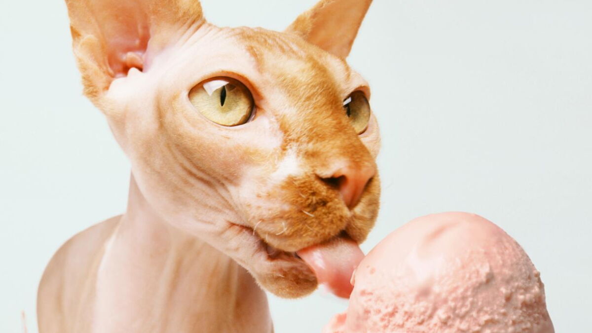 Etats Unis Une Femme Allaite Son Chat Dans Un Avion