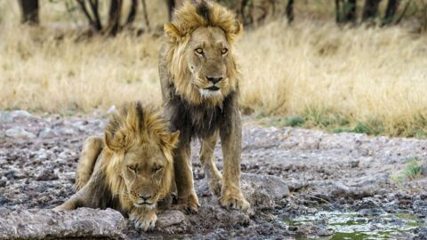 Afrique du Sud : Ils découvrent six lions en train de squatter leur terrasse (Vidéo)