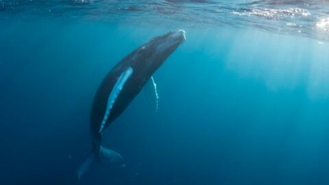 Thaïlande : Une goutte de "vomi de baleine" estimée à 200 000 euros découverte