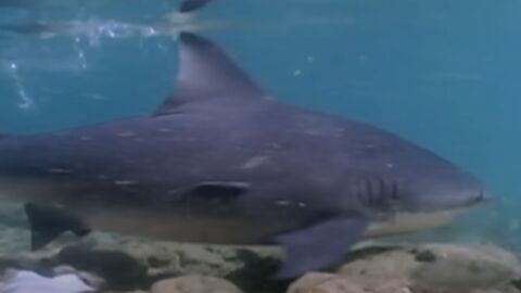 Insolite : Un requin bouledogue capturé par des pêcheurs