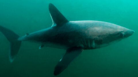 Finistère : les images rares d'un requin taupe filmé dans le port de Concarneau