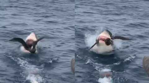 Australie : un requin blanc surgit pour dévorer un oiseau sous les yeux des touristes