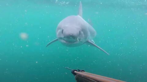 site de rencontre plongeur