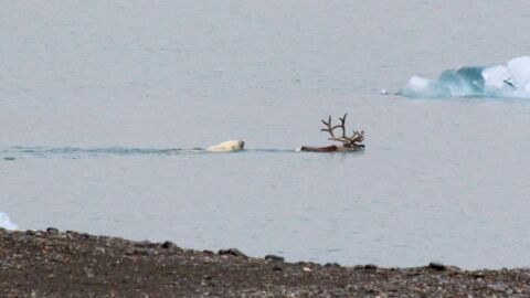 Réchauffement climatique : un ours blanc obligé de chasser un renne, des images jamais vues