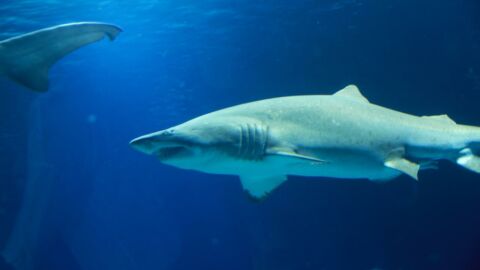 Attaque de requin : Le plongeur commente les images