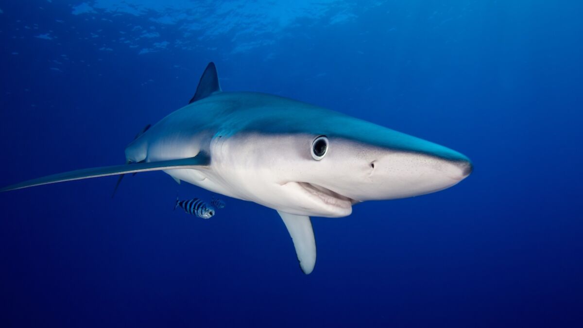 Le Requin Bleu Est Il Dangereux Les requins bleus présents sur les côtes françaises sont-ils dangereux ?