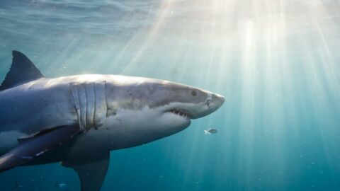 TikTok : elle révèle comment réagir quand on se retrouve face à un requin
