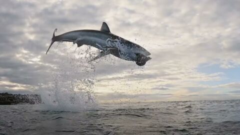 Un grand requin blanc s'envole à plus de 4 mètres de la surface en Afrique du Sud (VIDÉO)