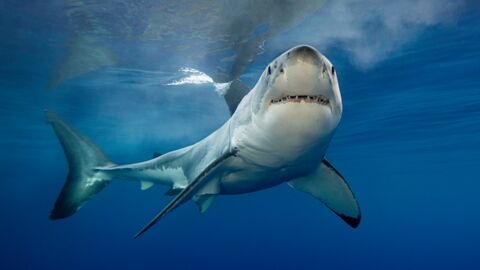 Australie : Il échappe à l’attaque d’un requin grâce à la perche de sa GoPro (Vidéo)
