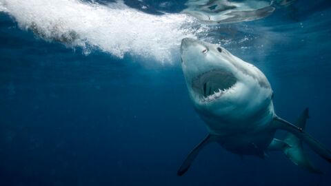 Australie : Un énorme requin blanc attaque un bateau de pêcheurs (Vidéo)
