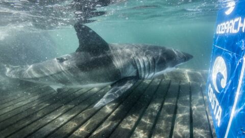 Canada : le grand requin blanc Nukumi, "la reine de l'océan", capturée au large de la Nouvelle-Écosse