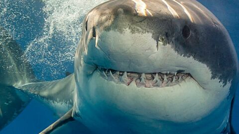 États-Unis : Unama’ki, l'un des plus gros requins blancs jamais marqués par l'homme, a été aperçu au sud de Miami