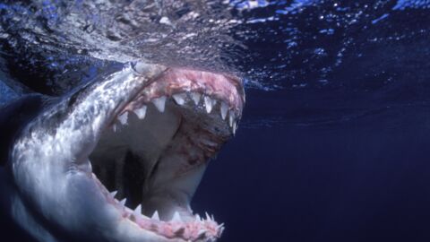 Afrique du Sud : Les étranges disparitions des grands requins blancs sont-elles liées aux orques ?