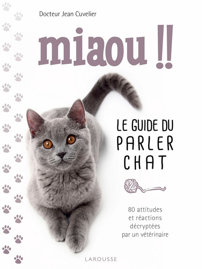 Chat 5 raisons pour lesquelles il miaule