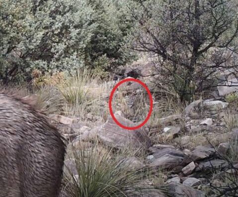 Can you find the mountain lion hiding in this photo?