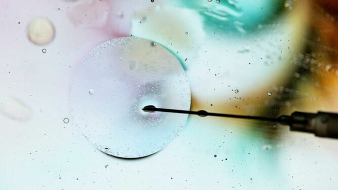 Forschende haben ersten menschlichen Embryo ohne Spermien und Eizellen hervorgebracht