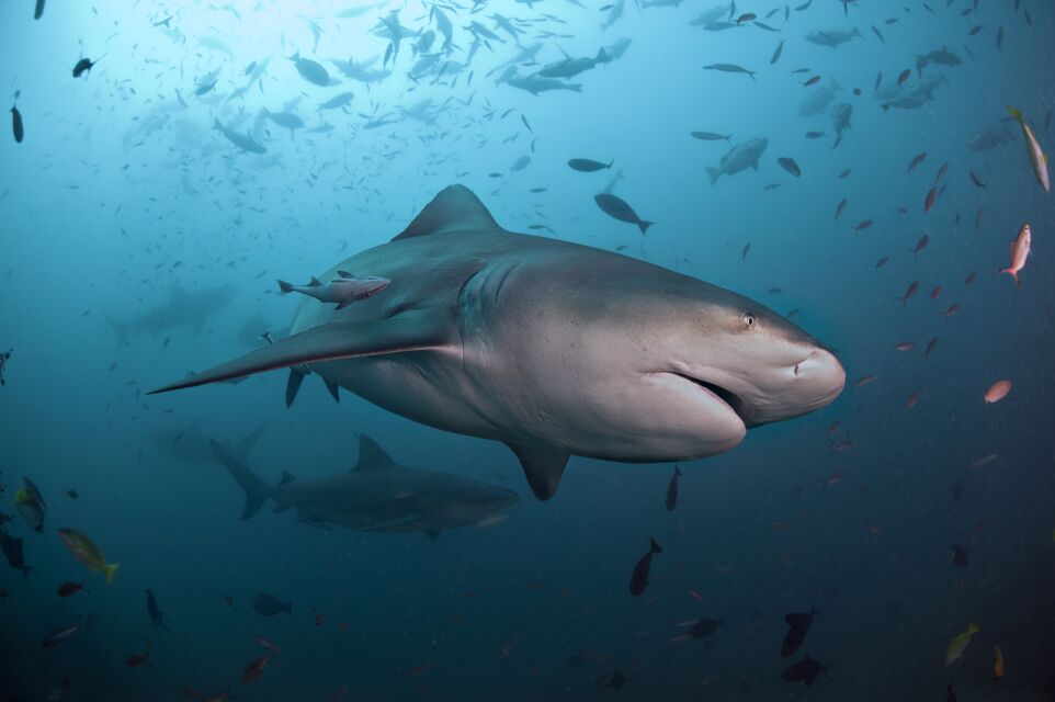 Requin : Quelles Sont Les Espèces Les Plus Dangereuses Pour L'Homme