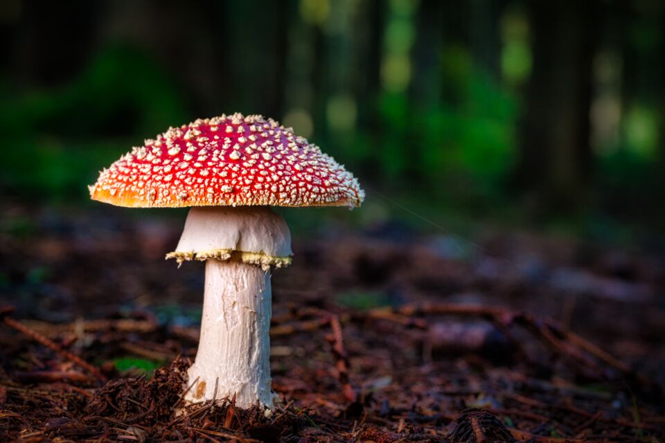 &amp;quot;Calice de la mort&amp;quot;, découvrez le champignon le plus toxique qui pousse ...